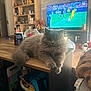 Aslan a rejoint le concours — aidez-le/la à gagner de superbes lots ! blanket, bottle, can, cat, coffee_table, daylight, decor, floor, fluffy, furniture, gray_cat, indoor, living_room, plush, shelf, soccer, sports, television, window, wooden_table