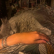 Aslan participe au concours pour gagner de l'argent avec cette photo : animal, arm, bed, blanket, blurred_background, bracelet, cat, cozy, fluffy, gray_cat, hand, indoor, patterned_blanket, pet, resting, ring, shelf, sleeping, soft_light, stuffed_animals