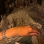 animal, arm, bed, blanket, blurred_background, bracelet, cat, cozy, fluffy, gray_cat, hand, indoor, patterned_blanket, pet, resting, ring, shelf, sleeping, soft_light, stuffed_animals