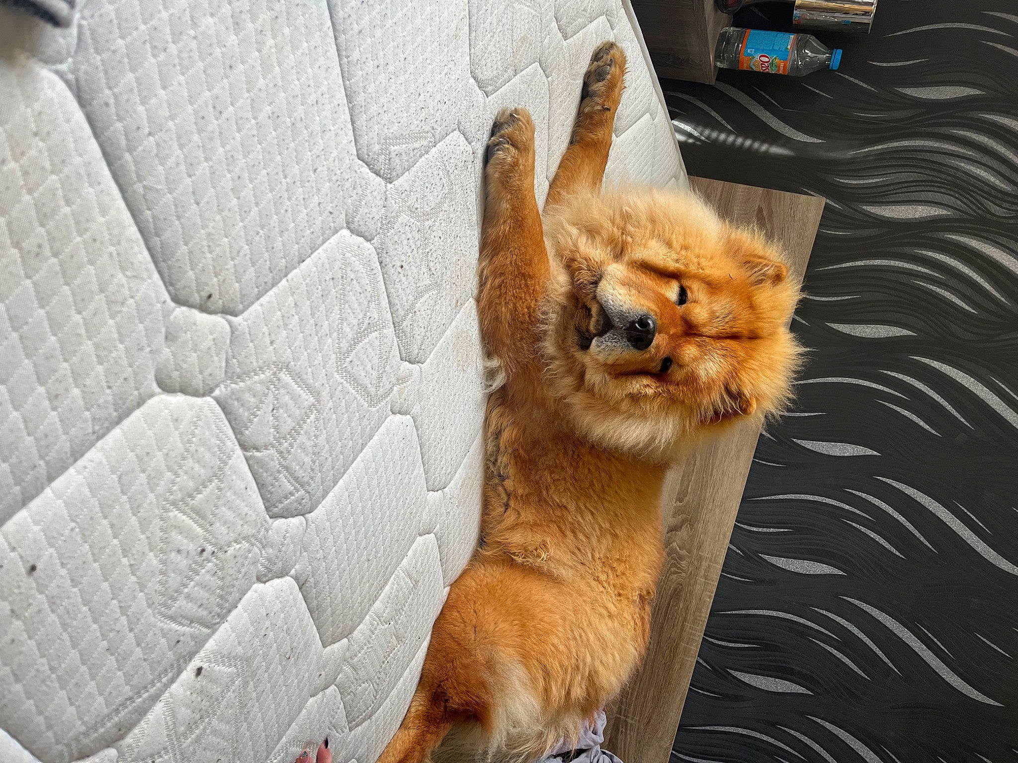 Winnie participe au concours pour gagner de l'argent avec cette photo : big_cats, carnivore, claw, companion_dog, dog, dog_breed, fawn, felidae, fox, fur, german_spitz, german_spitz_mittel, pomeranian, red_fox, small_to_medium_sized_cats, spitz, tail, terrestrial_animal, whiskers, window