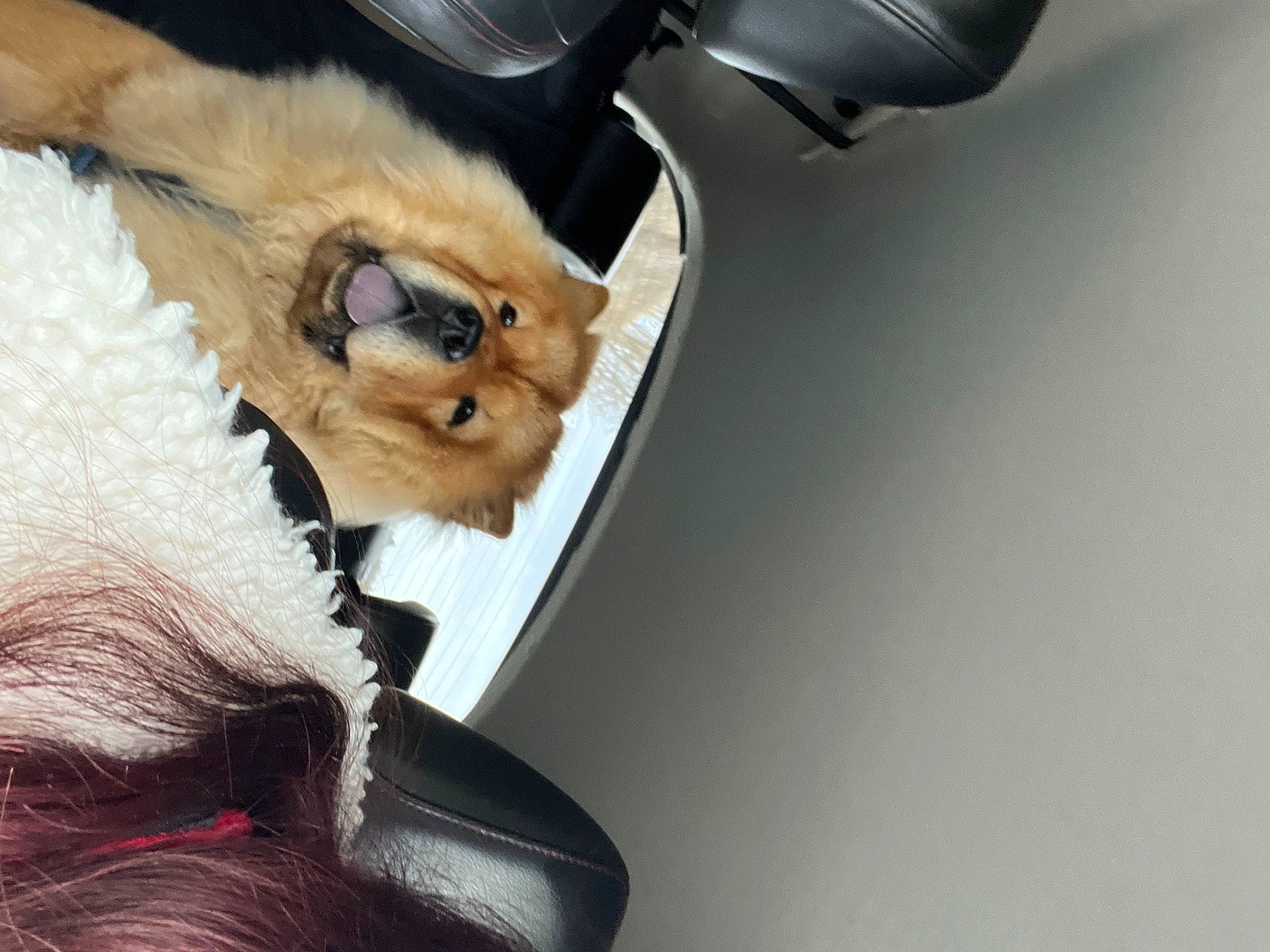 Winnie participe au concours pour gagner de l'argent avec cette photo : carnivore, cat, comfort, companion_dog, dog_breed, ear, eyelash, eyewear, fashion_accessory, fawn, felidae, fur, gesture, jaw, paw, small_to_medium_sized_cats, snout, spitz, tail, whiskers