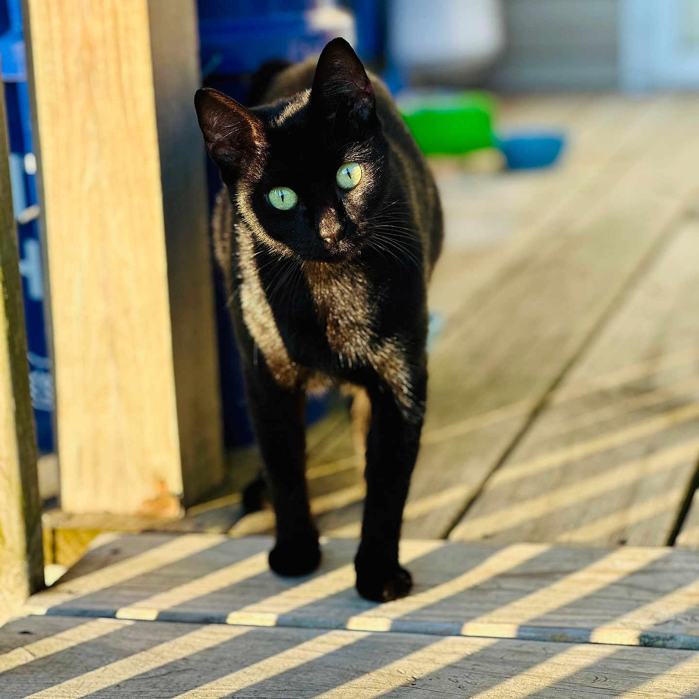 Olive joined the competition — help win amazing prizes! abyssinian, animal, architecture, blackcat, boardwalk, building, cat, deck, hardwood, house, housing, kitten, manx, pet, plywood, porch, siamese, water, waterfront, wood