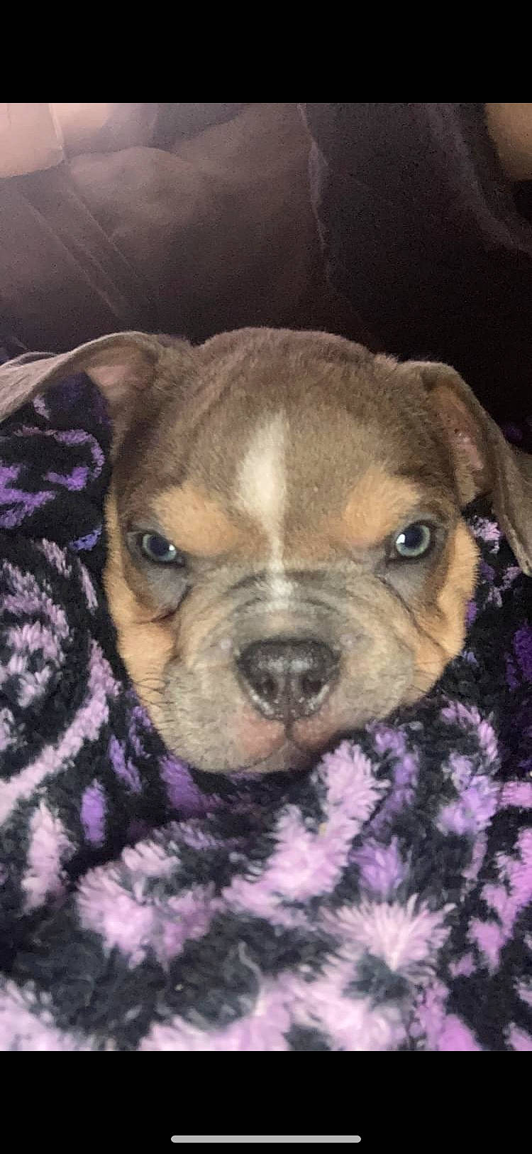 Raggy is registered to the contest to win money with this photo: ancient_dog_breeds, canidae, carnivore, companion_dog, dog, dog_breed, fawn, fur, guard_dog, molosser, non_sporting_group, snout, sporting_group, terrestrial_animal, toy_dog, whiskers, working_animal, working_dog, wrinkle