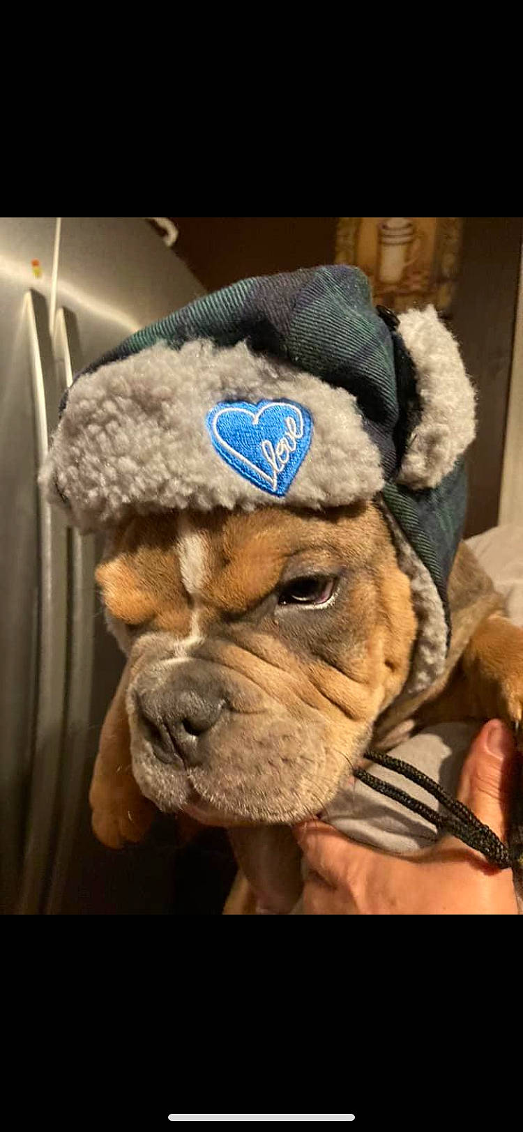 Raggy is registered to the contest to win money with this photo: bulldog, cap, carnivore, companion_dog, dog, dog_breed, ear, fawn, fur, fur_clothing, liver, selfie, snout, sporting_group, stuffed_toy, terrestrial_animal, toy, whiskers, working_animal, wrinkle