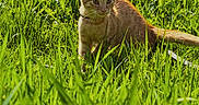 Hermès a rejoint le concours — aidez-le/la à gagner de superbes lots ! alert, animal, cat, curious, daylight, ears, feline, field, ginger_cat, grass, greenery, kitten, nature, outdoor, pet, sunlight, tail, whiskers, wildlife, young