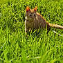 cat, kitten, ginger_cat, grass, outdoor, nature, sunlight, greenery, animal, pet, curious, alert, field, wildlife, young, feline, ears, whiskers, tail, daylight