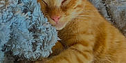 Hermès participe au concours pour gagner de l'argent avec cette photo : cat, ginger_cat, sleeping, cozy, blanket, fluffy, pet, animal, feline, paw, cute, resting, indoor, soft_texture, relaxed, closeup, whiskers, fur, nap, comfort
