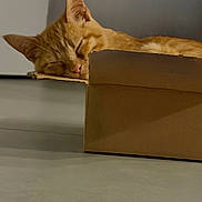 Hermès a rejoint le concours — aidez-le/la à gagner de superbes lots ! animal, calm, cardboard_box, cat, closeup, cute, domestic_animal, ears, feline, floor, fur, indoor, nose, orange_tabby, pet, quiet, relaxed, resting, sleeping, whiskers