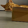 animal, calm, cardboard_box, cat, closeup, cute, domestic_animal, ears, feline, floor, fur, indoor, nose, orange_tabby, pet, quiet, relaxed, resting, sleeping, whiskers