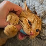 cat, kitten, orange_tabby, paw, bite, hand, finger, playful, pet, fur, whiskers, sleeping_area, blanket, soft_texture, cute, animal, domestic_cat, closeup, indoor, feline