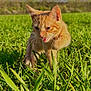 cat, orange_tabby, grass, outdoor, field, animal, feline, meowing, nature, greenery, sunlight, whiskers, ears, paw, young_cat, closeup, daytime, sky, fur, playful