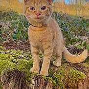 Hermès participe au concours pour gagner de l'argent avec cette photo : kitten, cat, ginger_cat, animal, outdoor, nature, tree_stump, moss, forest, sunlight, blue_sky, branches, curious, young_animal, pet, whiskers, tail, fur, close_up, standing