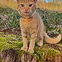 kitten, cat, ginger_cat, animal, outdoor, nature, tree_stump, moss, forest, sunlight, blue_sky, branches, curious, young_animal, pet, whiskers, tail, fur, close_up, standing
