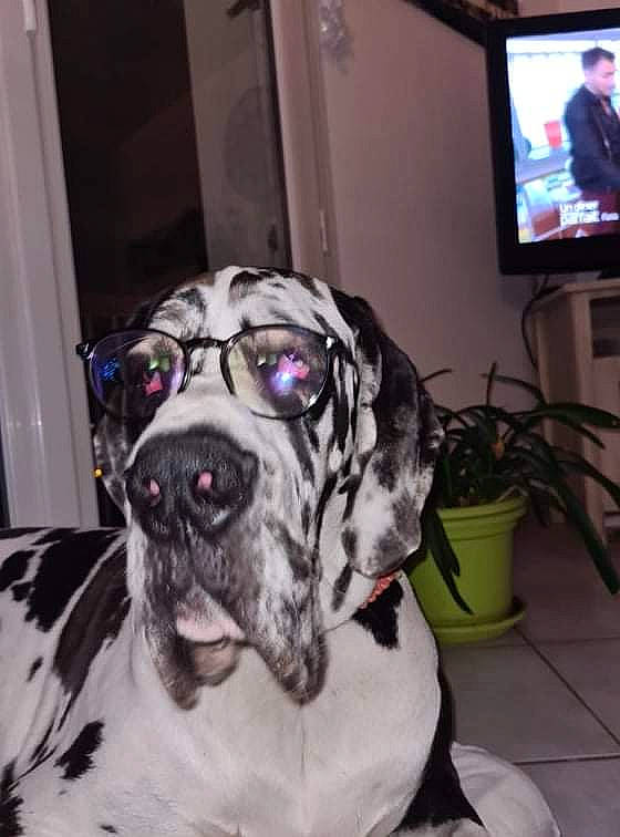 Brutus a rejoint le concours — aidez-le/la à gagner de superbes lots ! cable_television, carnivore, collar, companion_dog, display_device, dog, dog_breed, dog_collar, door, event, fawn, flowerpot, fur, great_dane, houseplant, led_backlit_lcd_display, snout, television, television_set, working_animal