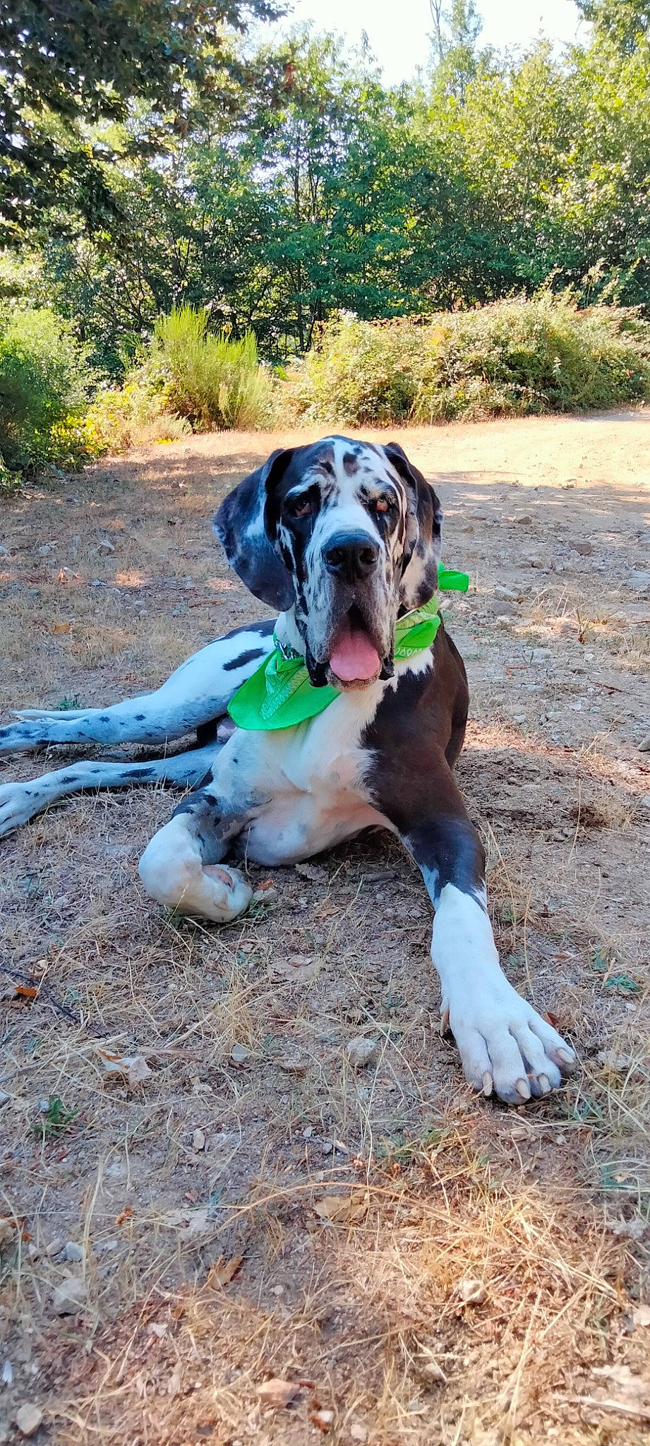 Brutus participe au concours pour gagner de l'argent avec cette photo : adventure, canidae, carnivore, companion_dog, dog, dog_breed, dog_supply, fawn, grass, hound, hunting_dog, landscape, plant, snout, soil, sporting_group, tree, working_animal, working_dog