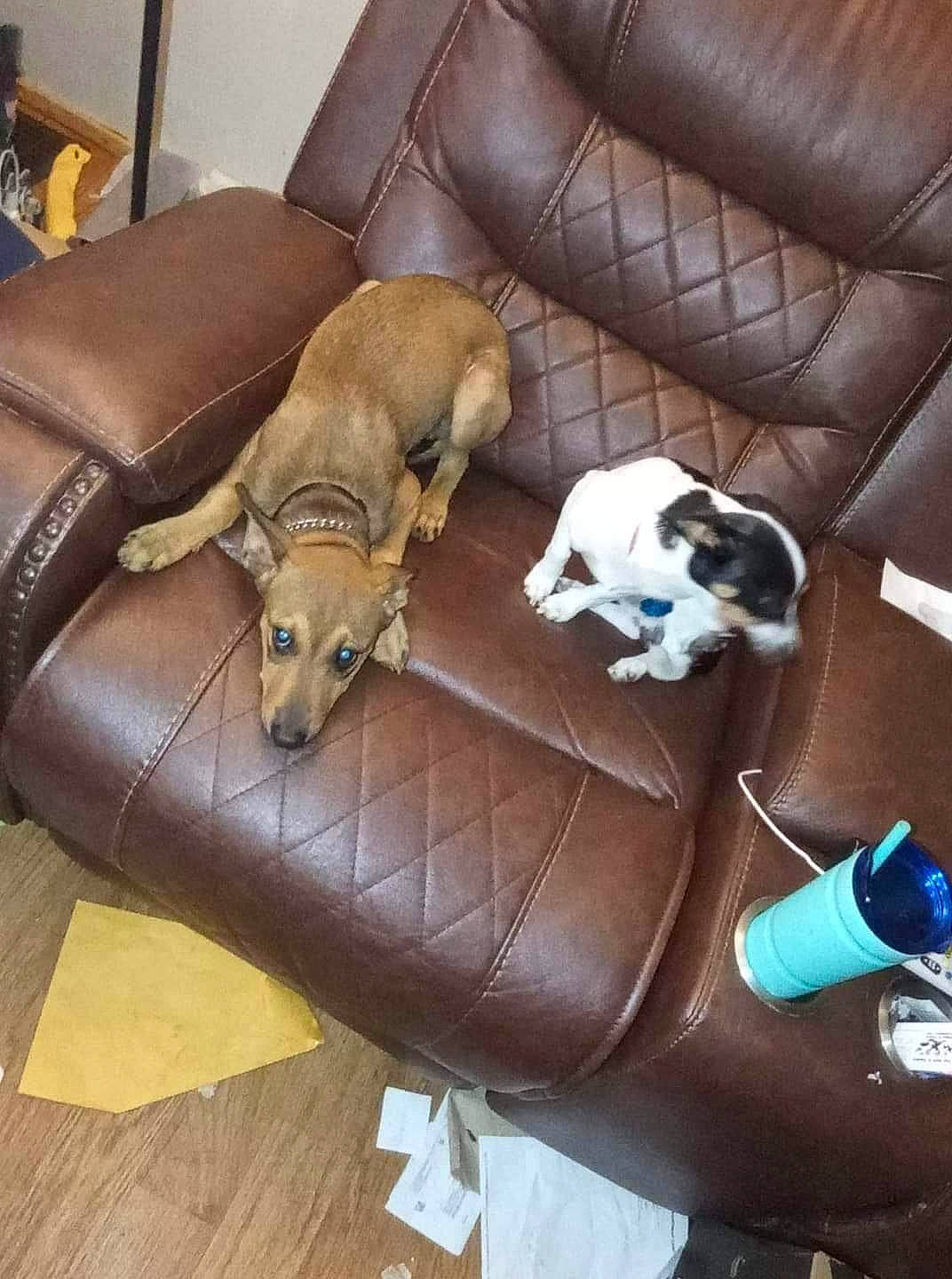 Rebel joined the competition — help win amazing prizes! canidae, carnivore, chair, comfort, companion_dog, couch, dog, dog_bed, dog_breed, dog_supply, fawn, flooring, furniture, hardwood, pet_supply, sporting_group, toy_dog, vertebrate, wood, working_animal