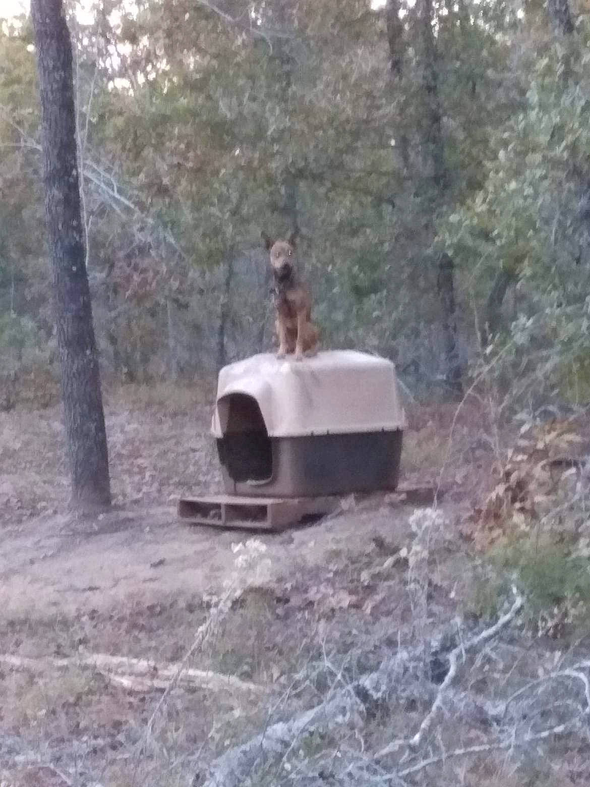 Rebel joined the competition — help win amazing prizes! forest, jungle, landscape, plant, recreation, soil, tree, vehicle, wildlife, wood, woodland