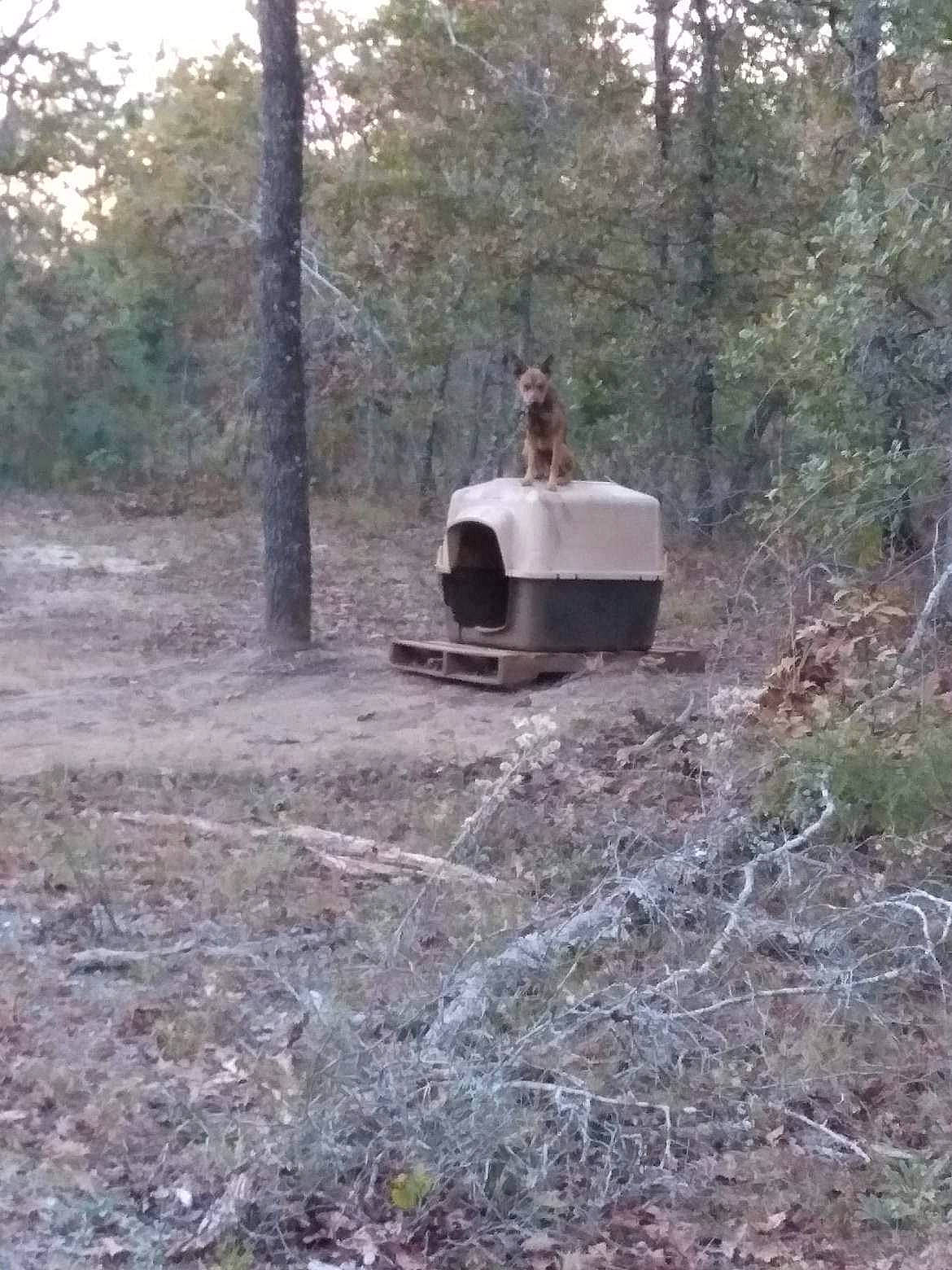 Rebel is registered to the contest to win money with this photo: automotive_exterior, automotive_tire, automotive_wheel_system, bumper, camping, forest, grass, jungle, landscape, motor_vehicle, plant, plant_community, recreation, soil, tire, travel_trailer, tree, vehicle, wood, woodland