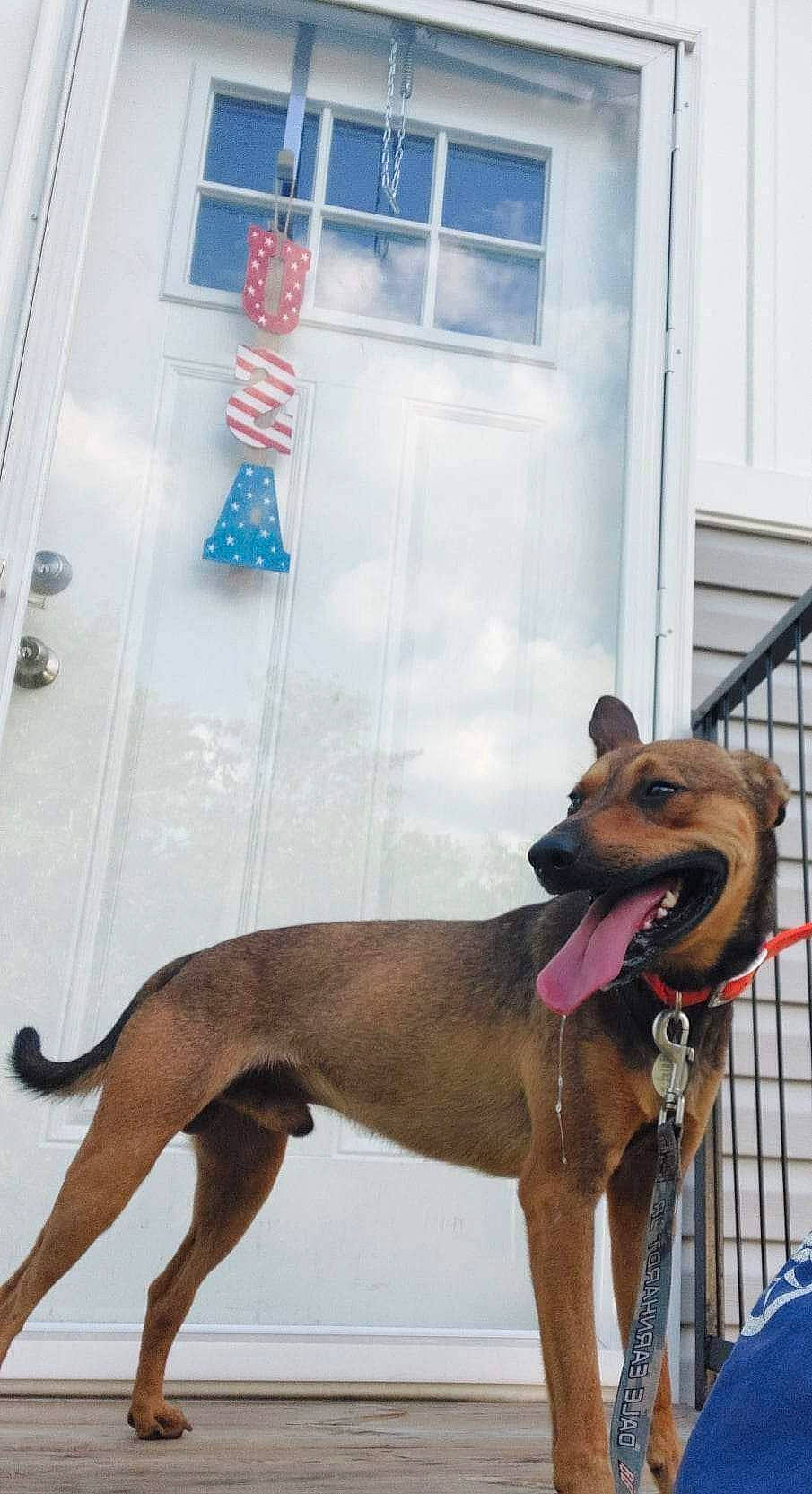 Rebel is registered to the contest to win money with this photo: blue, canidae, carnivore, collar, companion_dog, dog, dog_breed, dog_collar, dog_supply, door, fawn, fence, flag, flag_of_the_united_states, pet_supply, sporting_group, tail, window, window_blind, working_animal