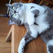 Lucky a rejoint le concours — aidez-le/la à gagner de superbes lots ! cat, gray_cat, white_cat, pet, feline, animal, indoor, wooden_chair, relaxed, lounging, closeup, whiskers, paw, green_eyes, fur, domestic_cat, cute, resting, chair, cozy