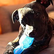 Taïko participe au concours pour gagner de l'argent avec cette photo : dog, pet, toy, blue_toy, couch, sunlight, indoor, closeup, brown_fur, paw, playful, animal, canine, relaxed, chewing, furniture, comfort, domestic, portrait, warm_light