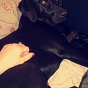 Loulou a rejoint le concours — aidez-le/la à gagner de superbes lots ! beagador, black, borador, canidae, carnivore, dog, dog_breed, hunting_dog, labrador_retriever, patterdale_terrier, pointing_breed, puppy, retriever, snout, sporting_group