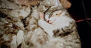 Remi is registered to the contest to win money with this photo: animal, blanket, cat, comfort, cozy, cute, cute_animal, fur, indoor, kitten, mammal, nap, paw, pet, relaxation, resting, sleeping, soft, tabby, whiskers