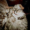 animal, blanket, cat, comfort, cozy, cute, cute_animal, fur, indoor, kitten, mammal, nap, paw, pet, relaxation, resting, sleeping, soft, tabby, whiskers