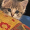 Remi is registered to the contest to win money with this photo: animal, blanket, cat, closeup, colorful, cozy, curious, cute, ears, eyes, feline, fur, indoor, kitten, pattern, pet, small, soft, whiskers, young