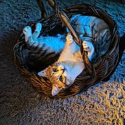 Remi joined the competition — help win amazing prizes! animal, cat, cozy, curious, cute, domestic, feline, handle, home, indoor, light_and_shadow, paws, pet, playing, relaxed, resting, rug, soft_texture, whiskers, wicker_basket
