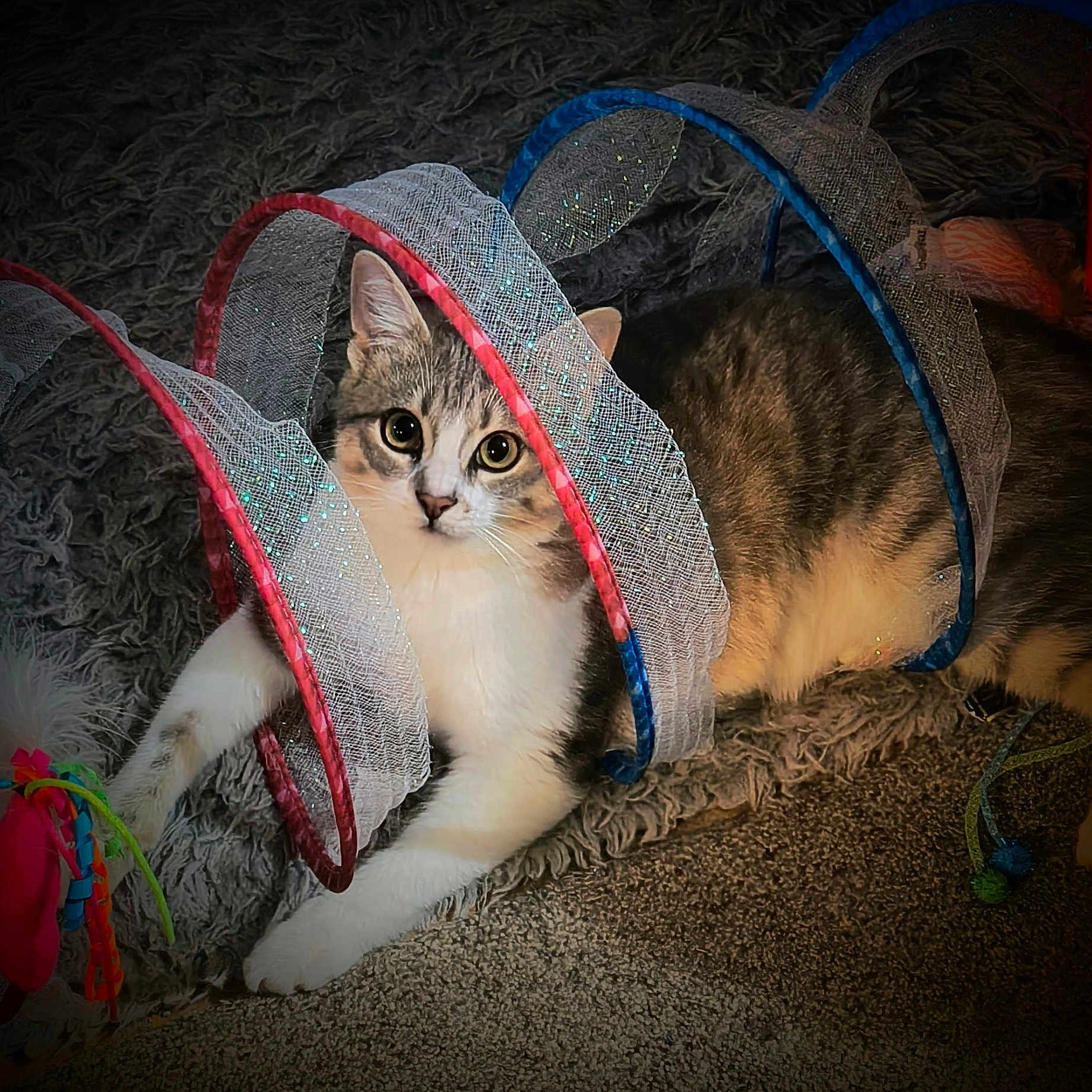 Remi is registered to the contest to win money with this photo: animal, carpet, cat, curious, cute, eyes, feline, fun, gray, home, indoor, paws, pet, play, relaxed, spiral, tabby, texture, toy, white