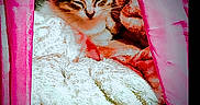 Remi joined the competition — help win amazing prizes! animal_bed, basket, blanket, cat, comfort, cozy, cute, domestic_animal, feline, fur, indoor, kitten, pet, pink_curtains, relaxed, resting, sleeping, small, soft_texture, warm