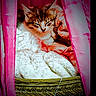 animal_bed, basket, blanket, cat, comfort, cozy, cute, domestic_animal, feline, fur, indoor, kitten, pet, pink_curtains, relaxed, resting, sleeping, small, soft_texture, warm