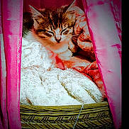 Remi is registered to the contest to win money with this photo: animal, basket, blanket, cat, comfort, cozy, curtains, cute, domestic_animal, feline, fur, home, indoor, pet, pink_curtains, relaxed, resting, sleeping, small_space, soft_texture