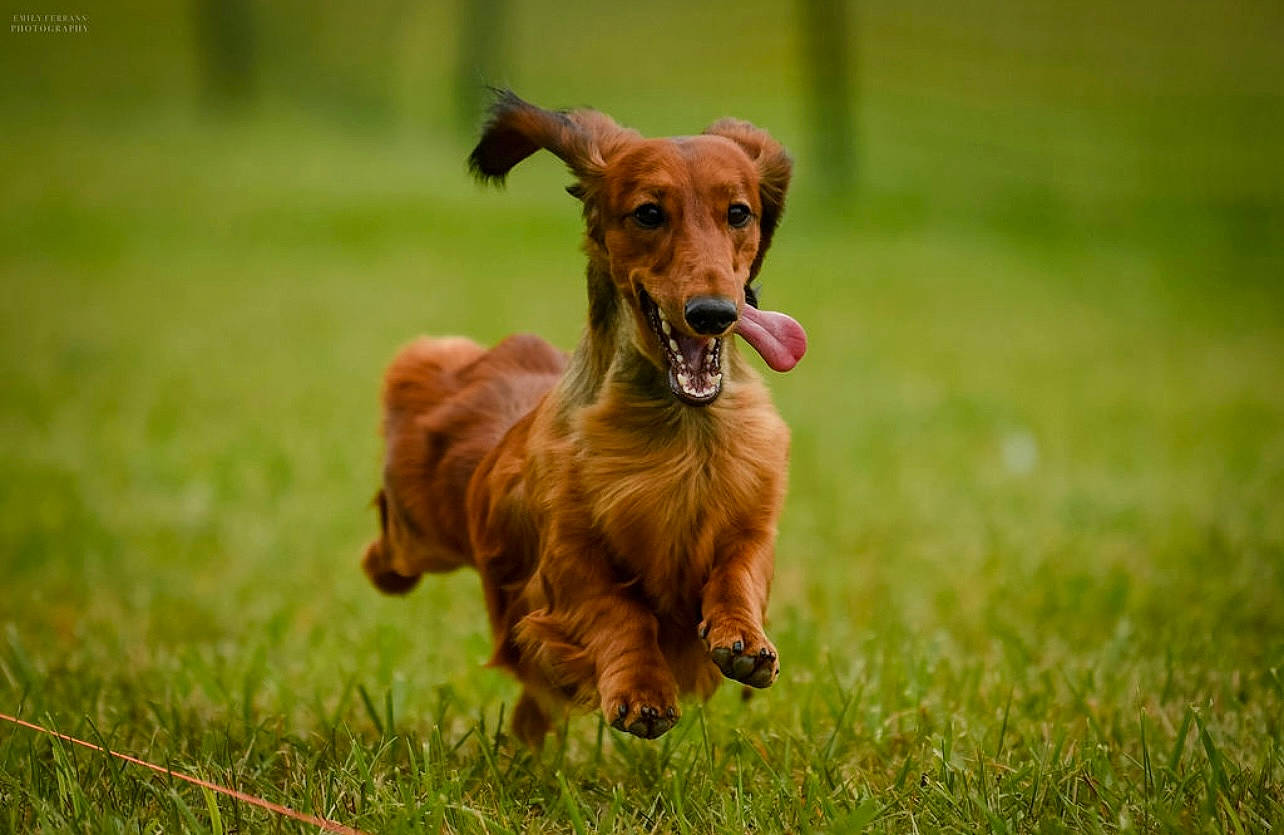 Lucy is registered to the contest to win money with this photo: canidae, carnivore, companion_dog, dog, dog_breed, dog_collar, dog_sports, dog_supply, fawn, grass, grassland, hound, liver, pasture, retriever, snout, sporting_group, tail, terrestrial_animal, working_animal