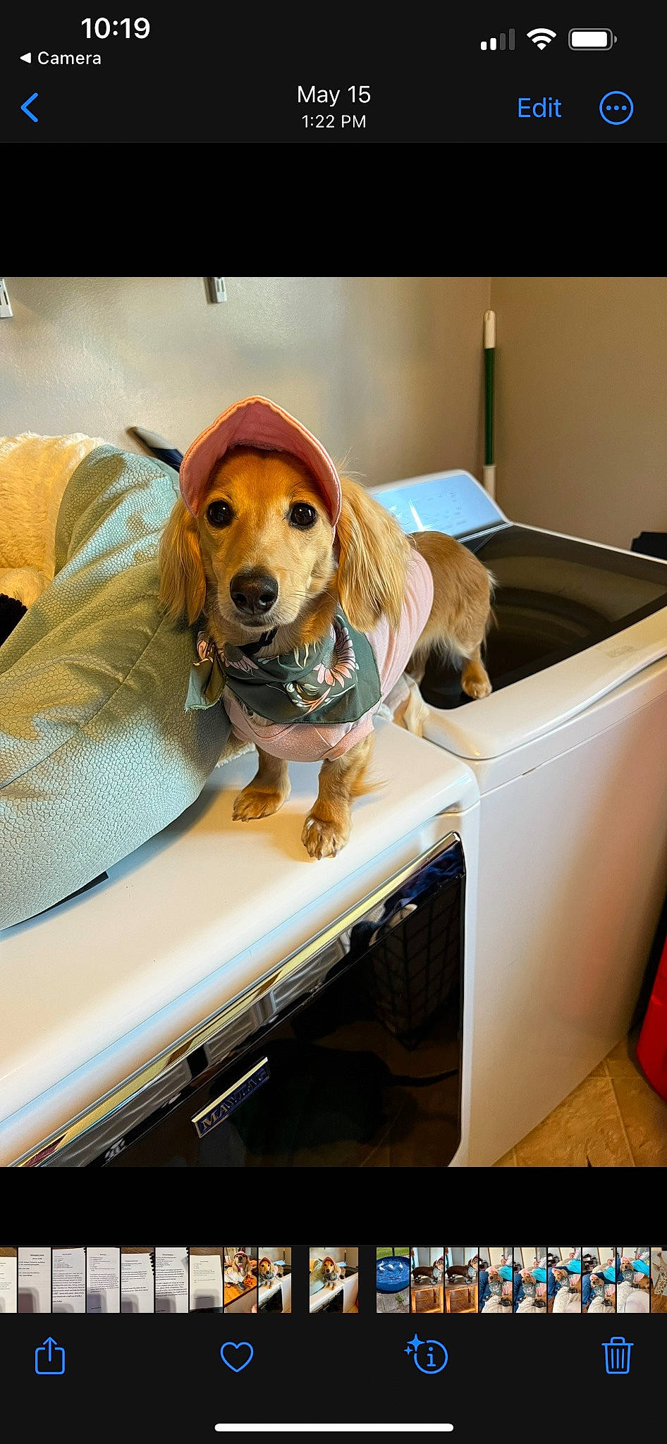 Darling joined the competition — help win amazing prizes! automotive_design, automotive_exterior, automotive_mirror, canidae, car_seat_cover, carnivore, comfort, companion_dog, couch, dog, dog_breed, dog_supply, eyewear, fawn, pet_supply, snout, sporting_group, sunglasses, vehicle, vehicle_door