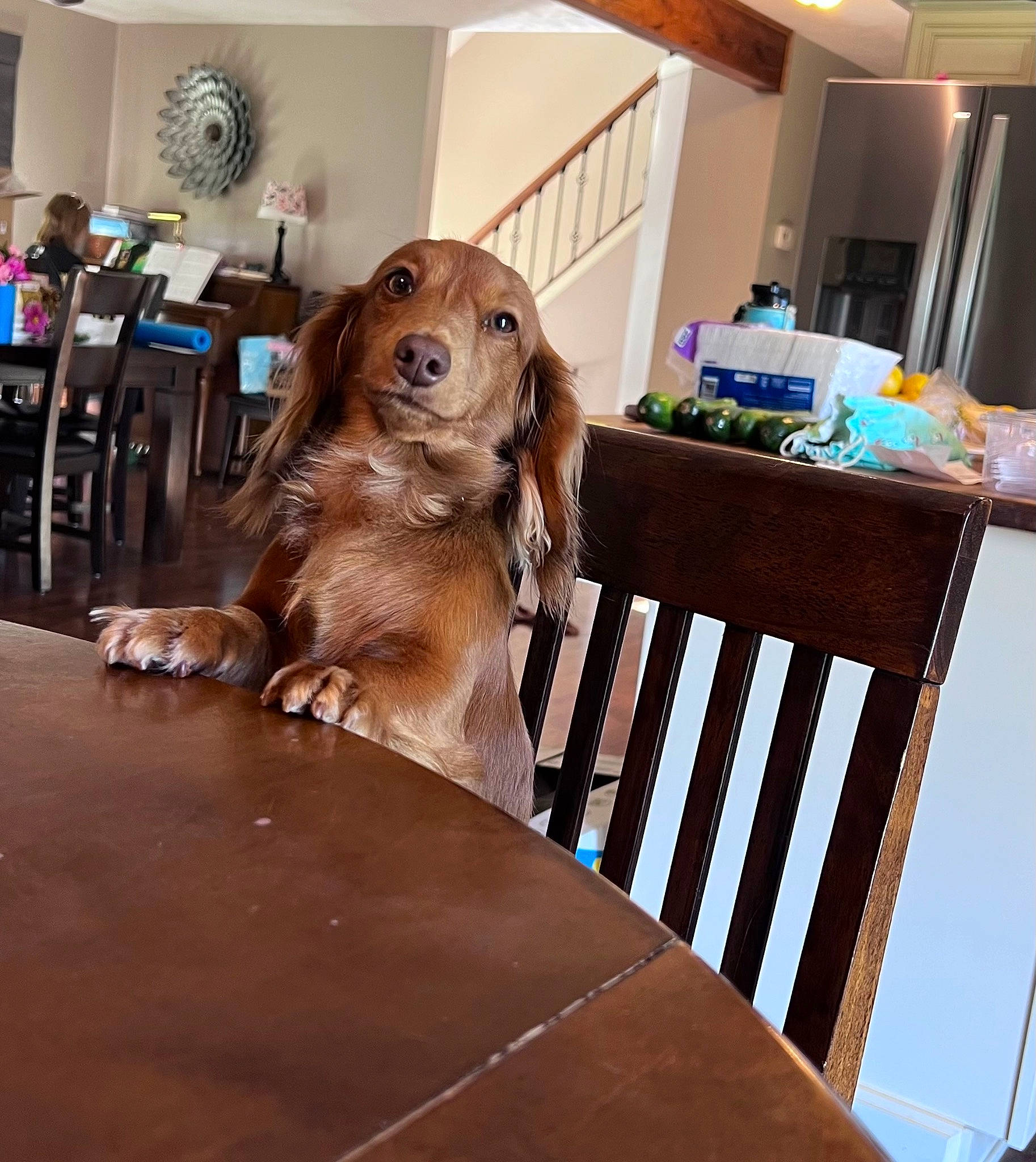 Brooke is registered to the contest to win money with this photo: art, cabinetry, carnivore, chair, comfort, companion_dog, couch, dog, dog_breed, fawn, flooring, fur, hardwood, liver, metal, picture_frame, room, table, whiskers, wood