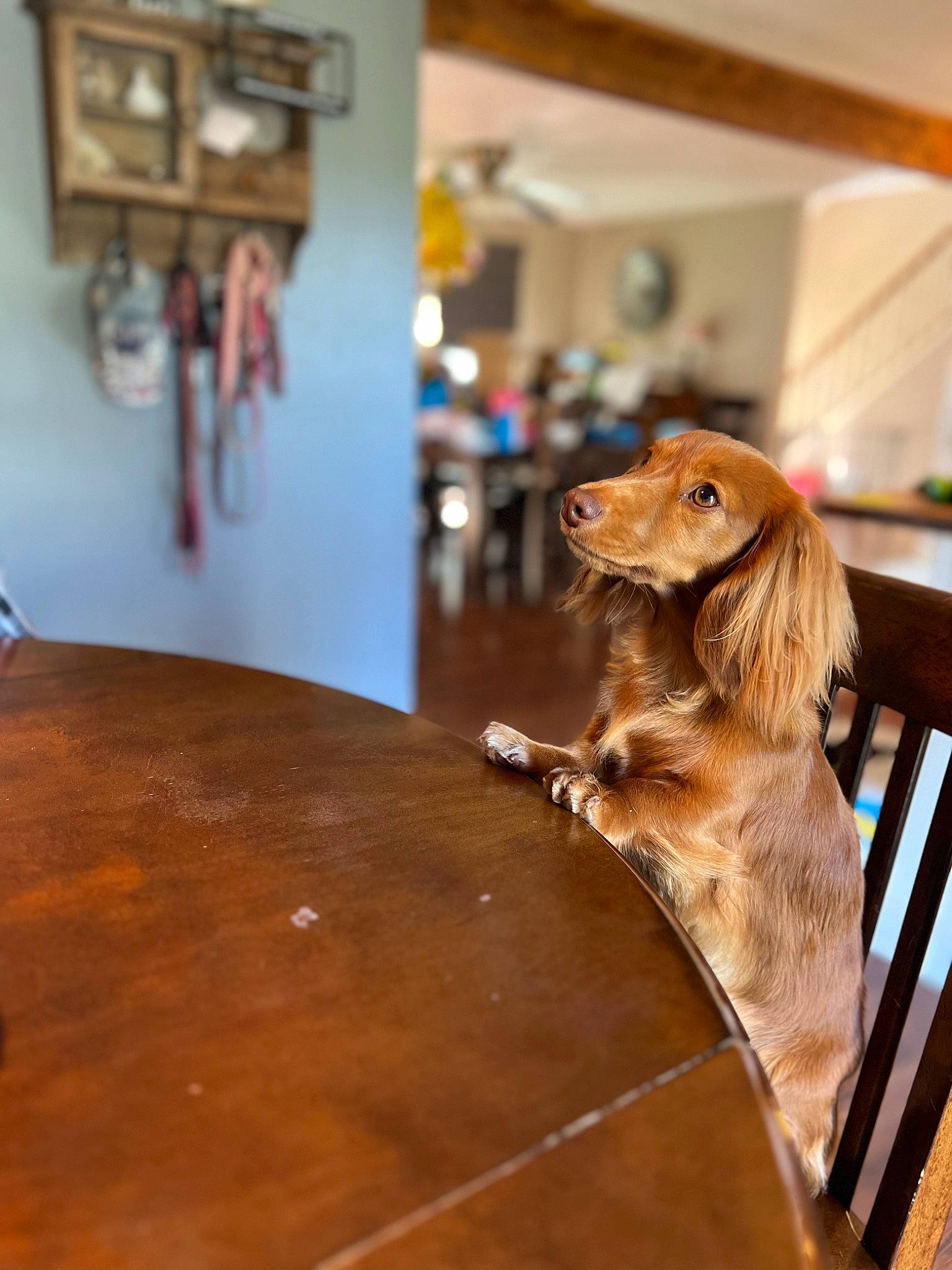 Brooke joined the competition — help win amazing prizes! building, carnivore, chair, companion_dog, dog, dog_breed, fawn, floor, flooring, fur, hardwood, house, liver, plywood, table, varnish, wood, wood_flooring, wood_stain, working_animal