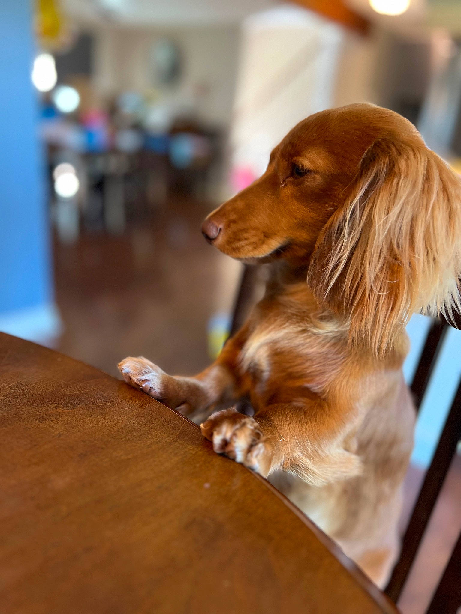 Brooke is registered to the contest to win money with this photo: brown, canidae, carnivore, companion_dog, dog, dog_breed, fawn, flooring, fur, hardwood, liver, sporting_group, whiskers, wood