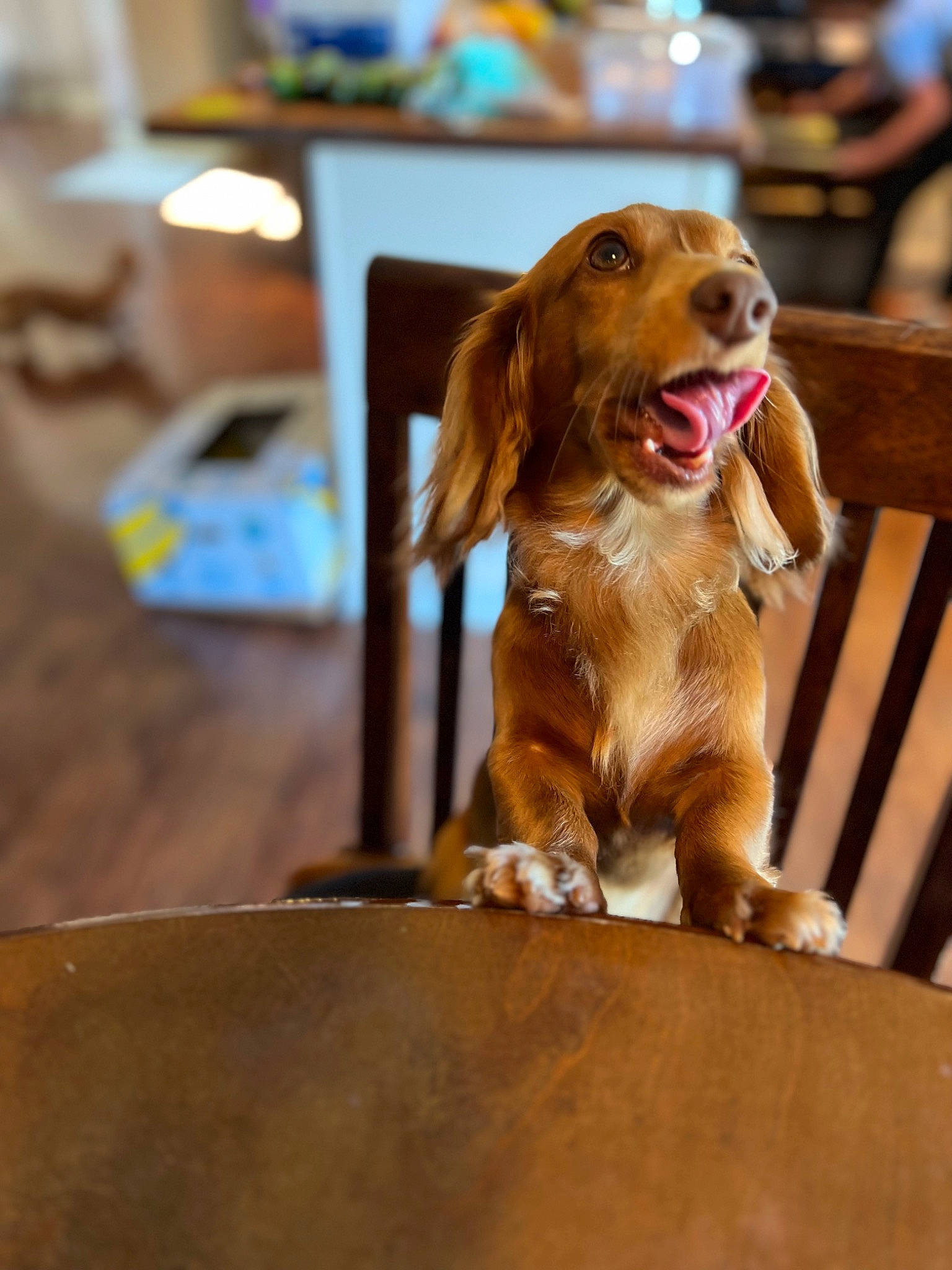 Brooke joined the competition — help win amazing prizes! canidae, carnivore, companion_dog, dog, dog_breed, dog_supply, fawn, flooring, fur, gun_dog, hardwood, liver, pet_supply, retriever, snout, spaniel, sporting_group, wood, working_animal