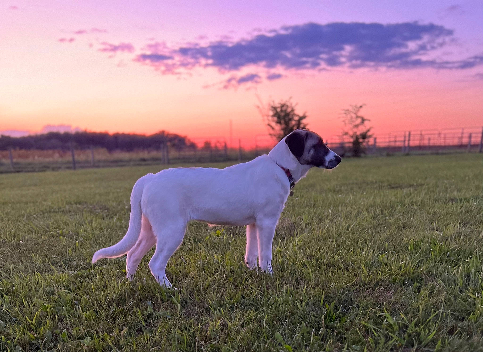 Cricket joined the competition — help win amazing prizes! carnivore, cloud, companion_dog, dog, dog_breed, dusk, fawn, grass, grassland, horizon, landscape, meadow, natural_landscape, plant, sky, snout, sunlight, sunrise, sunset, working_animal