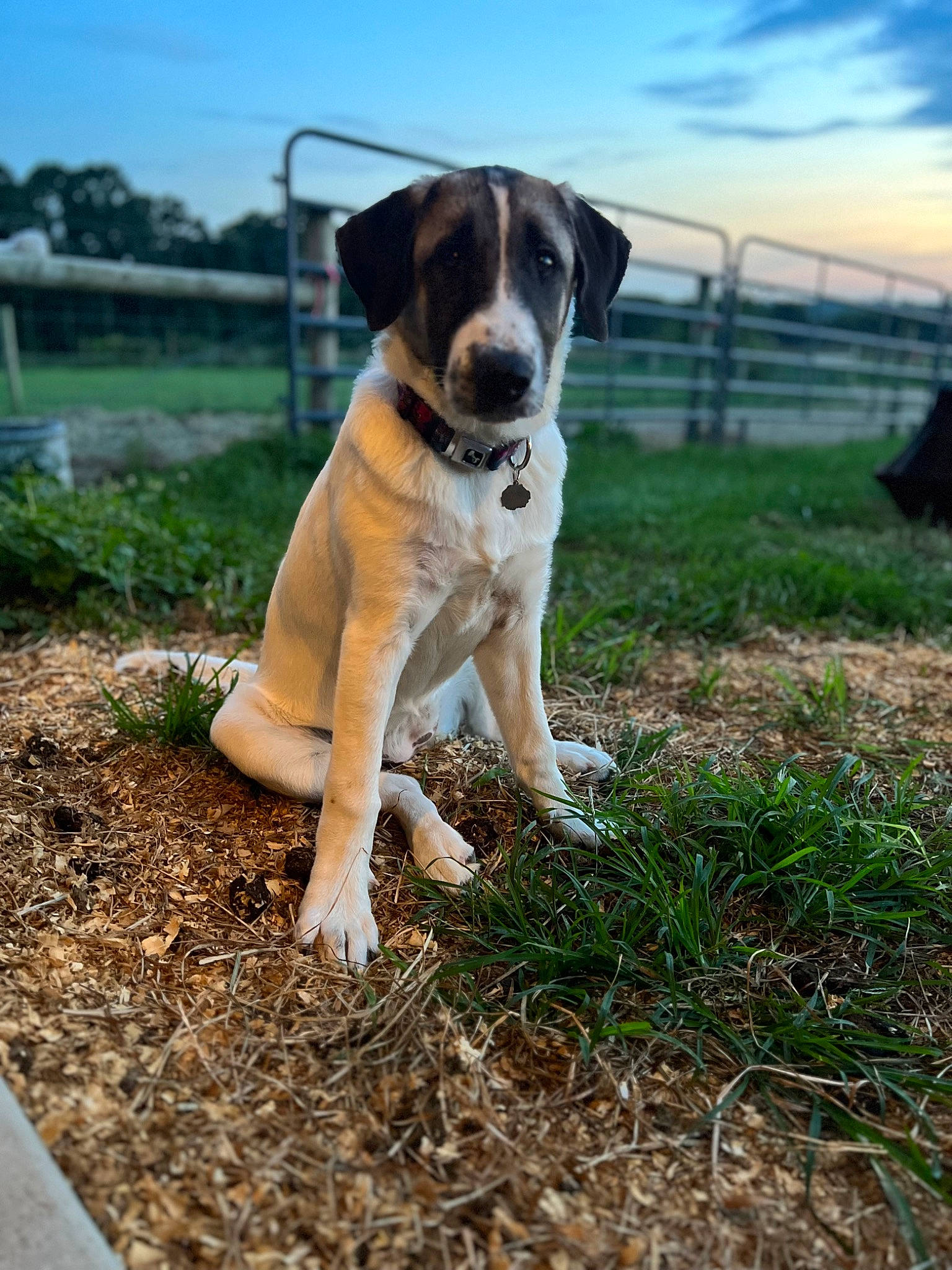 Cricket is registered to the contest to win money with this photo: beagle, carnivore, cloud, collar, companion_dog, dog, dog_breed, fawn, fence, grass, landscape, plant, scent_hound, sky, soil, sporting_group, street_dog, tail, tree, working_animal