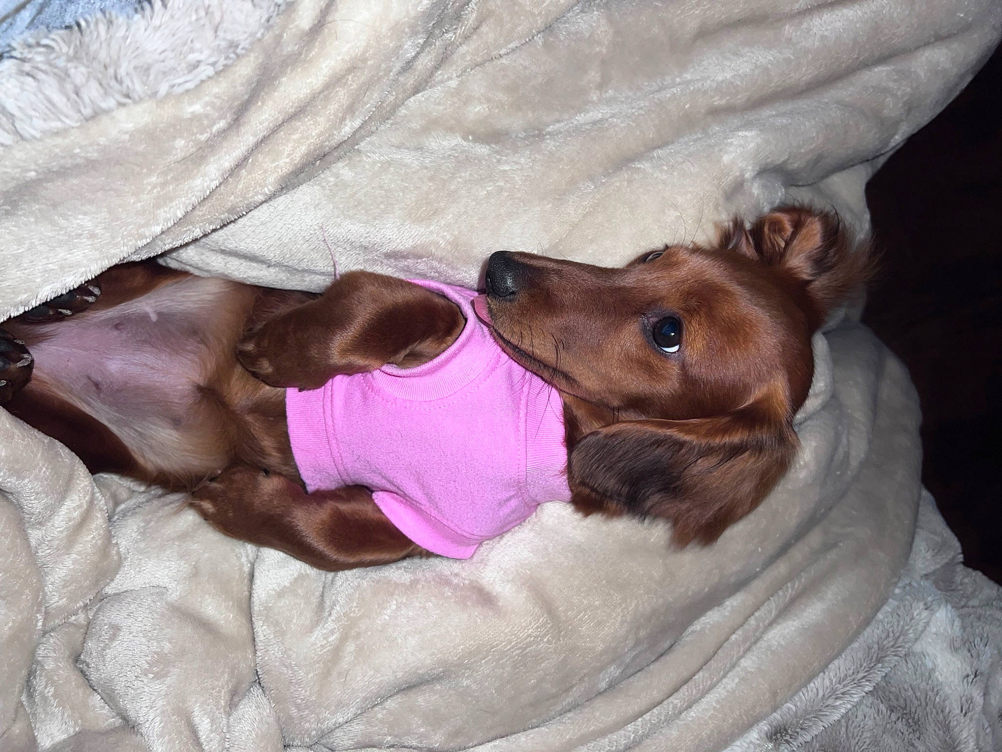 Drizzle joined the competition — help win amazing prizes! bed, canidae, carnivore, comfort, companion_dog, dog, dog_breed, dog_supply, ear, fawn, fur, liver, mammal, nap, paw, sporting_group, whiskers, working_animal