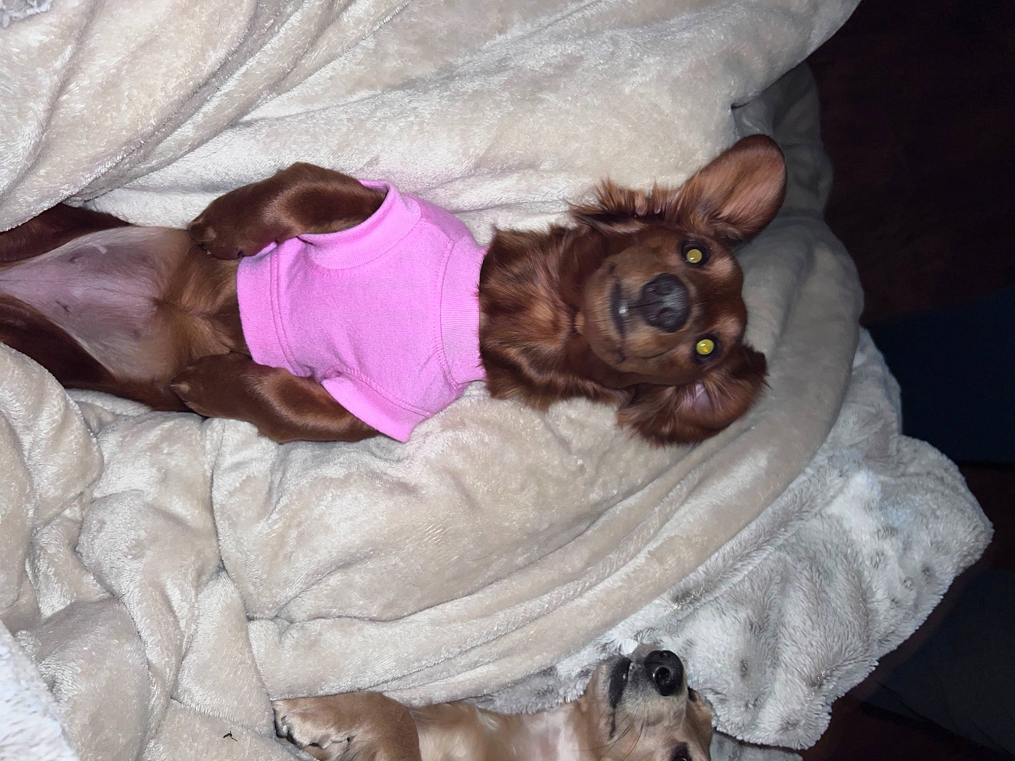 Drizzle joined the competition — help win amazing prizes! bed, bedding, canidae, carnivore, comfort, companion_dog, dog, dog_bed, dog_breed, dog_supply, fawn, fur, linens, liver, nap, pet_supply, puppy, sporting_group, toy_dog, working_animal