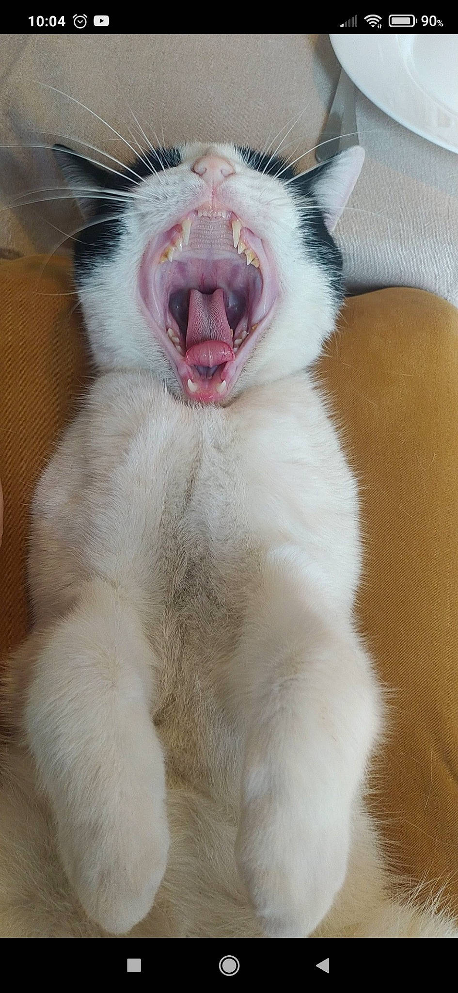 Choupi participe au concours pour gagner de l'argent avec cette photo : carnivore, cat, domestic_short_haired_cat, eye, fang, felidae, fur, head, human_body, jaw, paw, roar, small_to_medium_sized_cats, snout, terrestrial_animal, thai, whiskers, wildlife, window, yawn