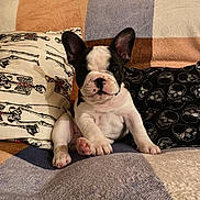 Maverick is registered to the contest to win money with this photo: animal, black_and_white, blanket, couch, cozy, cute, dog, ears, french_bulldog, home, indoor, pattern, pet, pillow, portrait, puppy, relaxed, sitting, skeleton, skull