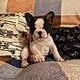animal, black_and_white, blanket, couch, cozy, cute, dog, ears, french_bulldog, home, indoor, pattern, pet, pillow, portrait, puppy, relaxed, sitting, skeleton, skull