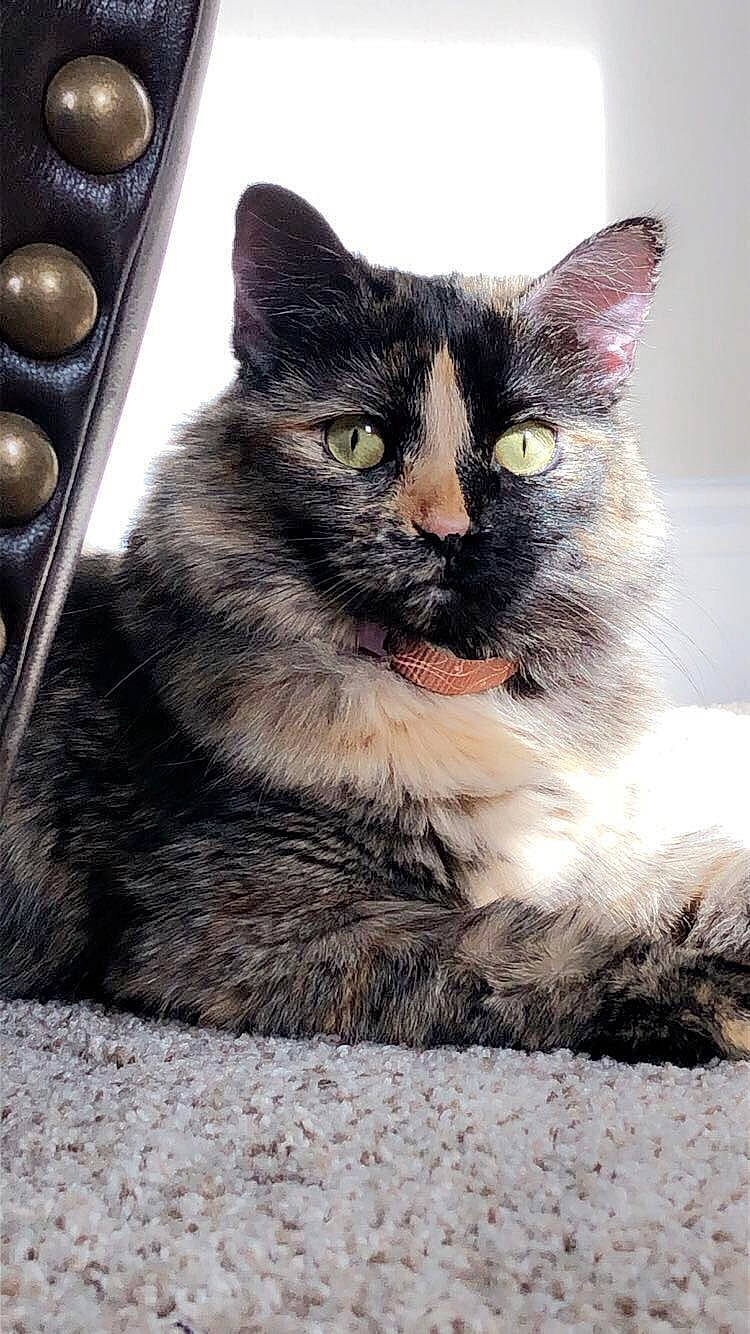 Keke is registered to the contest to win money with this photo: carnivore, cat, claw, domestic_short_haired_cat, felidae, fur, grey, iris, paw, sitting, small_to_medium_sized_cats, snout, tail, terrestrial_animal, whiskers, window