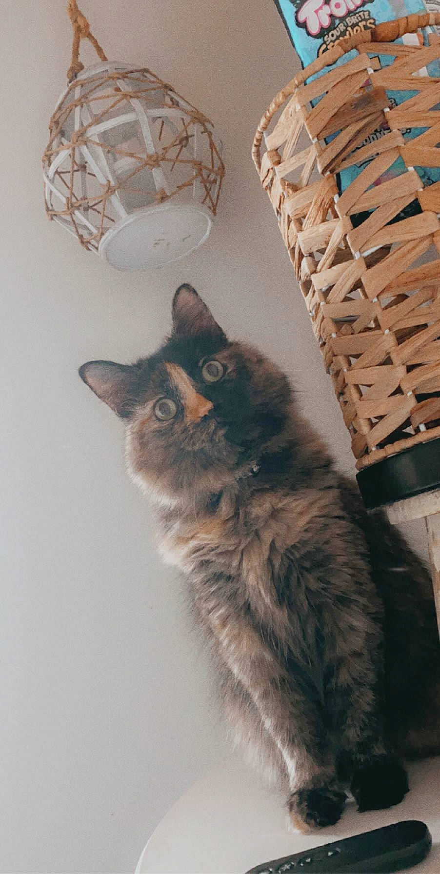 Keke is registered to the contest to win money with this photo: bookcase, cardboard, carnivore, cat, ceiling, chair, domestic_short_haired_cat, door, felidae, flooring, fur, paw, room, shelf, shelving, small_to_medium_sized_cats, tail, whiskers, window, wood