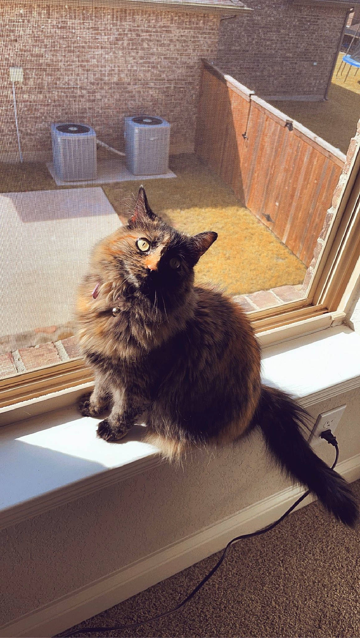 Keke joined the competition — help win amazing prizes! black_cat, box, british_longhair, brown, carnivore, cat, domestic_short_haired_cat, felidae, flooring, fur, hardwood, metal, shadow, small_to_medium_sized_cats, tail, terrestrial_animal, tints_and_shades, whiskers, window, wood